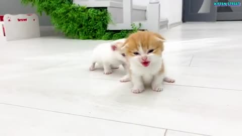 Kitten Willie teaches his sister to run
