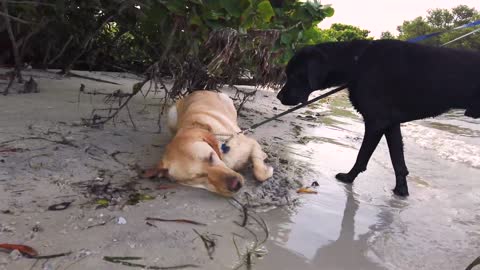 Guide Dogs 👌 Making a Splash | Senior Beach Day | #OfficialDeep13