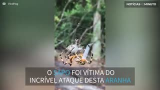 Aranha captura sapo de forma impressionante