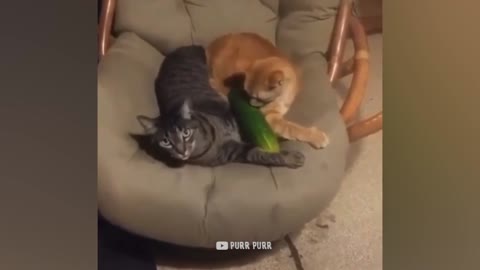 CATS VS CUCUMBER - Funny cats scared of cucumber