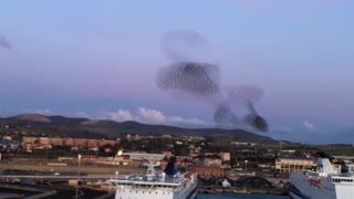 Massive flock of birds create incredible natural phenomena