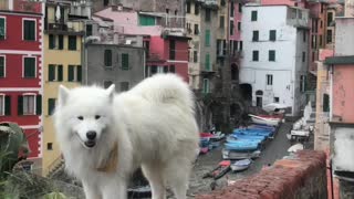 Cute Samoyed's travel adventures in Italy
