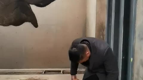 The breeder feeds the elephants sweet oranges