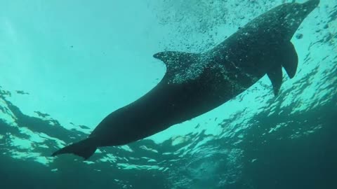 Dolphins swimming in the Red Sea, Eilat Israel 9