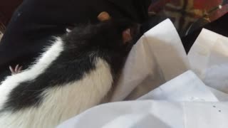 Rat: A Short Video About A Sweet Little Boy!