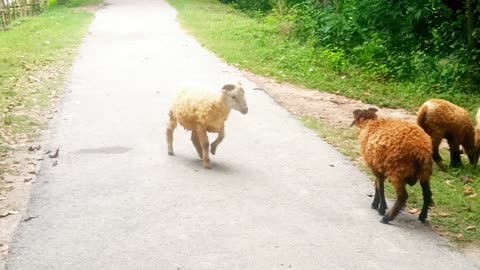 Sheep big fight