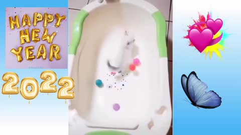 Cat playing in the tub with balls