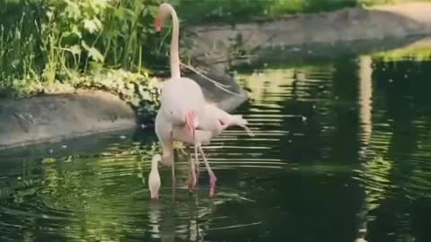 Ducks and flamingos come together