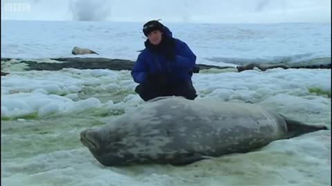 Weddell Seals in Antarctica | Deep into the Wild | BBC Earth