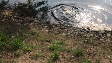 French Bulldog Wanders Right into Deep Pond