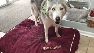 Whining husky wants to bury treat outside
