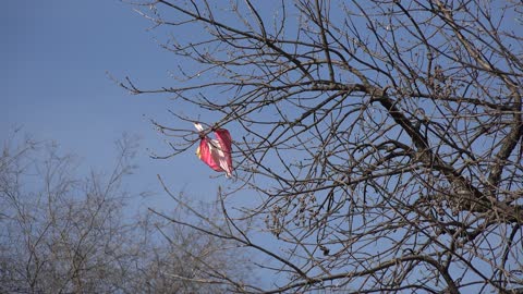 Sad Kite Stuck in a Tree. : (