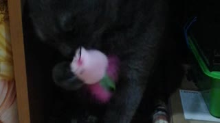 Кот играет с новой игрушкой