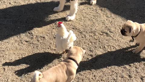 Chicken Takes Refuge on Dogs Back