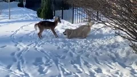 Excited pup really wants to play with friendly deer