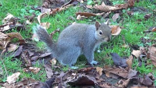 Beaumont Park Ocean City Plymouth Grey Squirrels