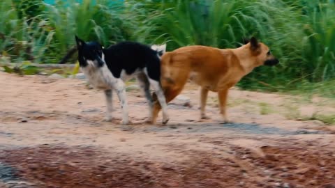 In Front Of My Home two Dog meeting near Grass Pet Family