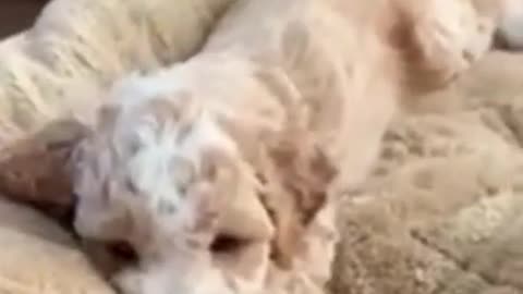 Golden Doodle and Mini Goldendoodle Puppies Play Rough Housing