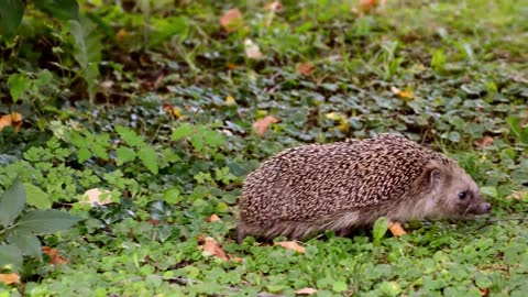 Charming Hedgehog Foraging in the Garden