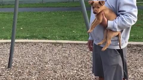 Heroic Puppy Helps Dad Push Baby On Swing