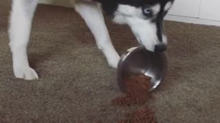 Husky drags bowl of food