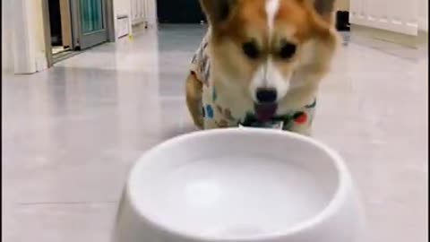 Omg! Cute dog funny video