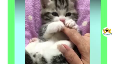 Cute Meow Compilation!