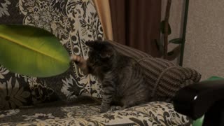 Funny game of a young cat with a ficus leaf