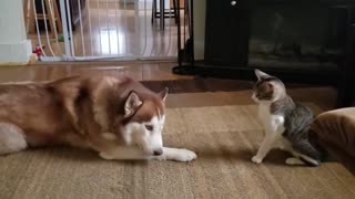 Cat bullies dog