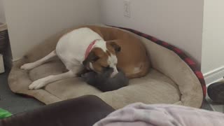 Gentle Dog Plays With New Kitten