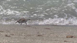 shore bird Florida