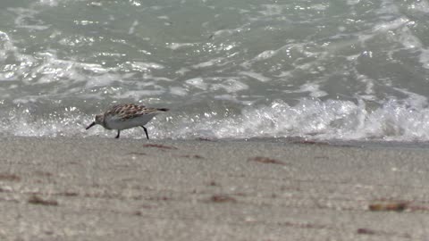 shore bird Florida