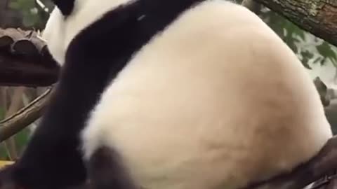 Panda funny moments very funny 🥹😹🤣🤣🤣