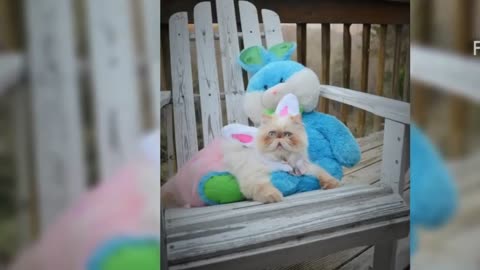 Fearing the worst for abused cat found in puppy mill