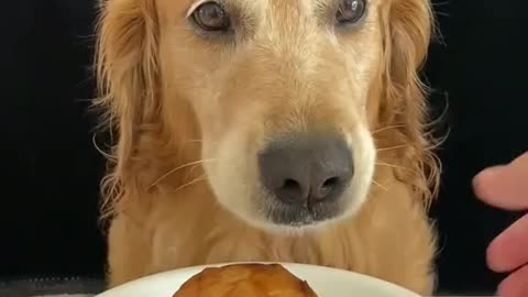 Hungry dog cann't await to eat