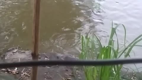fish swarms