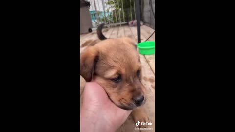 Cute and funny animals!! 🥺 😺 🐶 [TikTok Compilation]