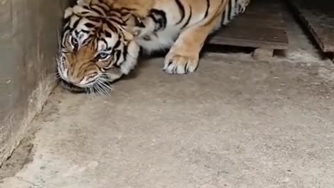 Angry tiger 😡😡😡😡😡