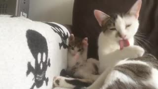 Funny Cat | Like mother, like daughter