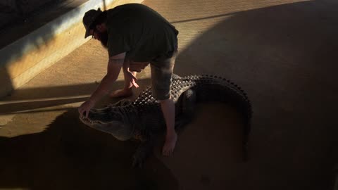 Man Wrangling Alligator, Alligator Wrangler