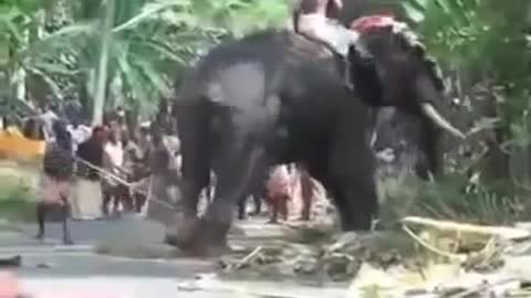 Elephant Attack In Mahadeva Shiva Temple Mavelikkara Kerala India [SiGator]