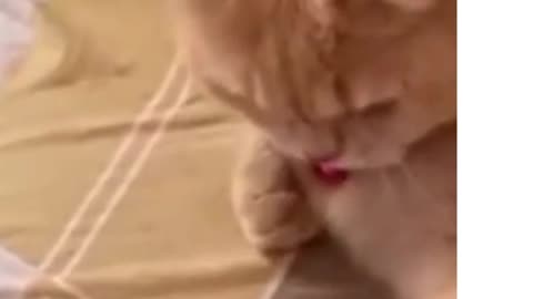 funny cats videos