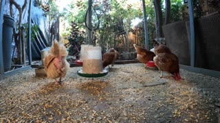 Backyard Chickens Fun Relaxing Video Sounds Noises Hens Roosters!