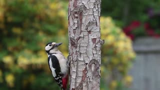 Pájaro carpintero