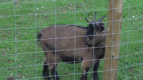surrey park farm baby goat raw 4