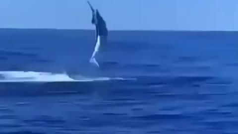 Whale