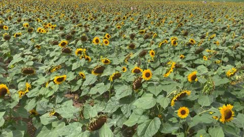 Stock Footage Sun Flower Field 50004
