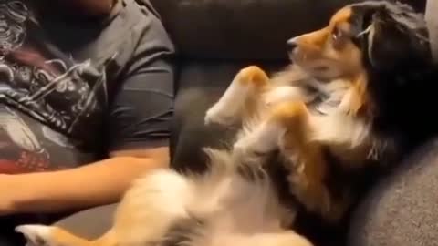 Cute dog playing with him