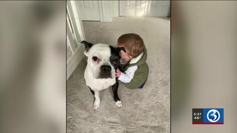 Owners Praise Boston Terrier for Alerting Them Infant Daughter Was Struggling to Breathe