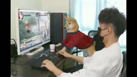 Dog playing video games (funny videos)